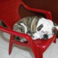 Durmiendo en mi silla favorita
